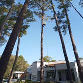 Photos by Houston Tx Tree Service #3