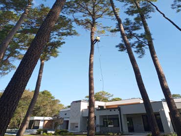 Photos by Houston Tx Tree Service #3