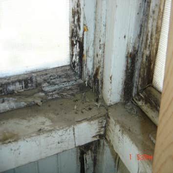 Bay Area Mold Services Project