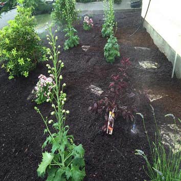 Photos by Esteban Landscaping LLC #1