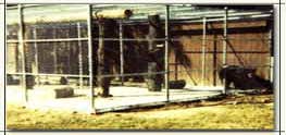 Fences