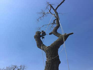 Photos by K&r Tree Service LLC #1
