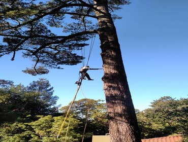 Photos by Moreno Tree Service #1