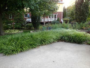 Dramatic groundcover