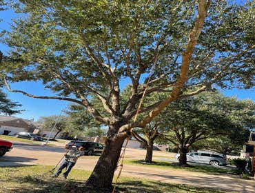 Photos by Contreras Tree Services #5