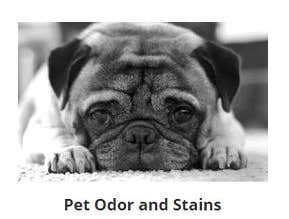 Stevens Point Pet Odor Removal
