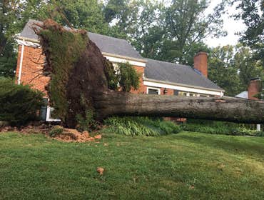 Photo(s) from Bonilla Tree Service Inc