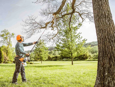 Photos by Bay Area Tree Co #1