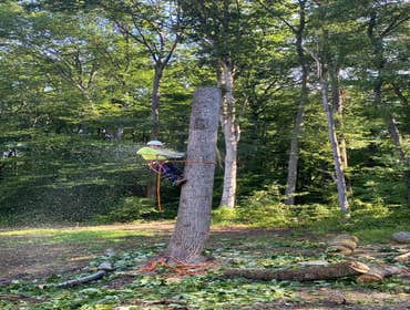 Photos by Carlos Tree Service LLC #16