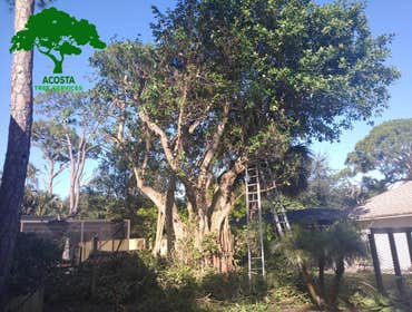 Photos by Acosta Tree Service Inc #7