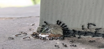 Rambo Total Pest Control-puyallup