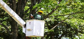 Nyc Tree Trimming & Removal Corp