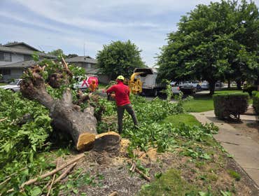 Photos by Pro M Tree Service #66