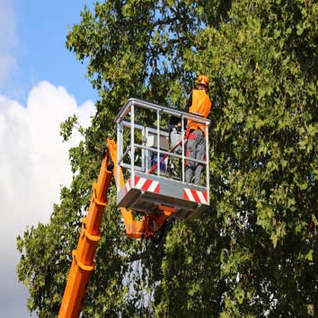 Venice of America Tree Service