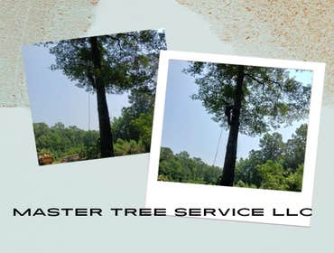 Photos by Master Tree Service LLC #2