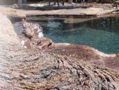 Akamai Gunite Pools Plus We are unique in that we can provide both the artistic vision and the craftsmanship and experience to pull it off. Call us tod