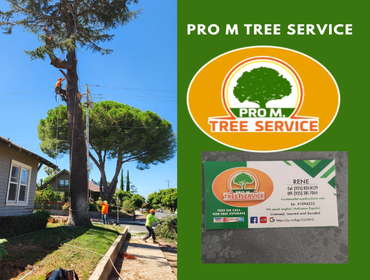 Photos by Pro M Tree Service #55