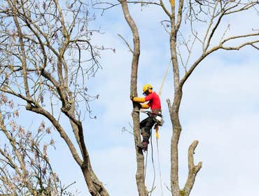 tall tree trimming Rhode Island