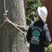 BO Tree Cutting & Trimming