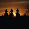 Cowboys Landscaping, Inc logo
