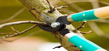 Los Angeles Tree Professionals