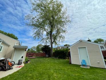 Removal 25 feet from the top of a large silver maple tree
