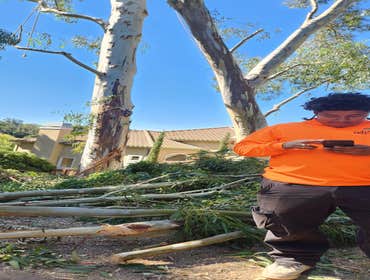 Photos by Pro M Tree Service #59