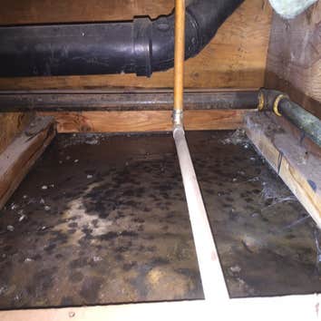 Mold caused by plumbing leak