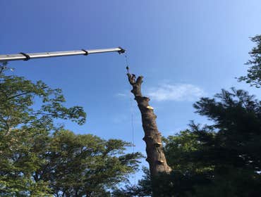 Photo(s) from Bonilla Tree Service Inc