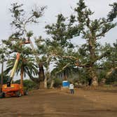 Tree removals