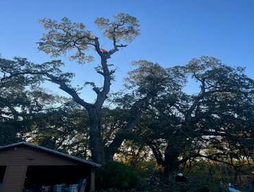 Photos by A Beautiful Tree Service #1