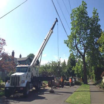 NW Tree Work Photos of Recent Jobs done 2016 High tree climbing work by an experienced ISA Certified Arborist. Technical tree removals, large tree prun