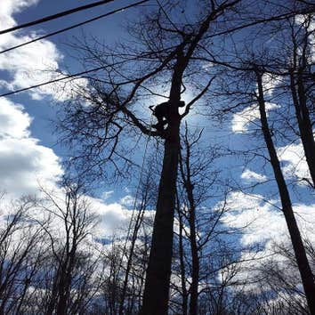 Photos by No Heights Tree Service #1