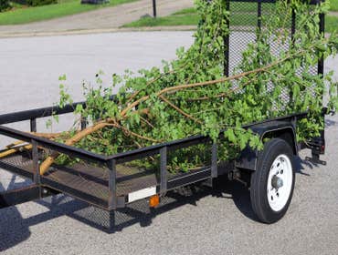 Photos by Rose District Tree Removal Services #1