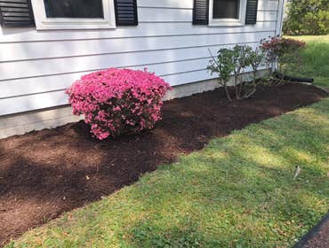 Shrub and Tree Removal