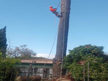 Photos by Pro M Tree Service #64