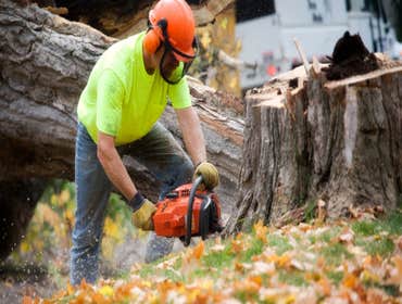 Photos by Cherry City Tree Removal Solutions #1