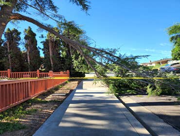 Photos by Chavezm Tree Service #14