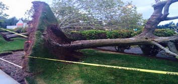 Blooma Tree Experts LLC
