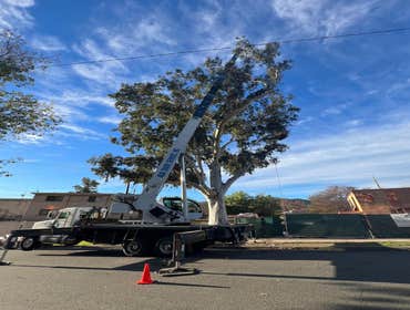Photos by California Green Tree Care #1