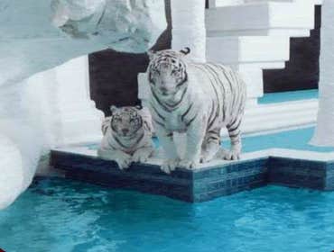 Photos by Prestige Pools #1