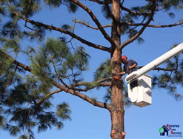 Photos by Estates Tree Service #1