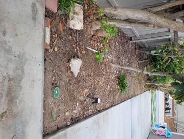 Before planting & mulch !
