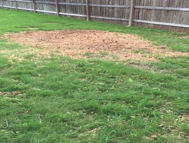 Photos from South Texas Tree of Life Tree S.Tx Tree of Life Tree Service