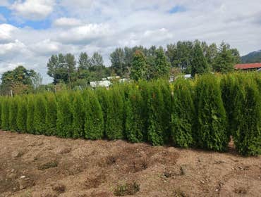Photos by Evergreens Nursery Trees LLC #1