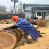 Photos by Junior's Tree Services Inc #3