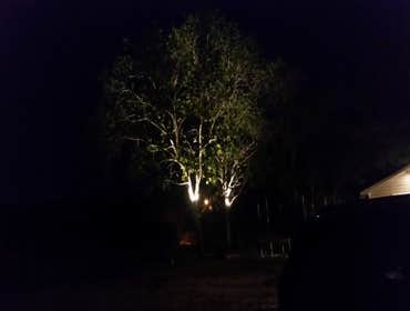 Tree light install