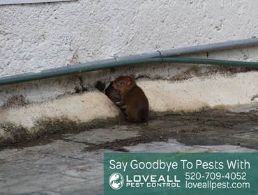Termite-Pest Control Termite-Pest Control Service