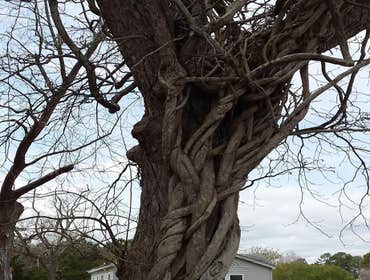 Photos by Scott's Stump Grinding and Tree Service #1