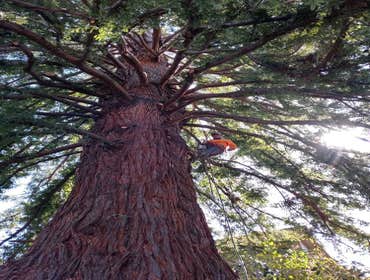 Photos by Moreno Tree Service #1